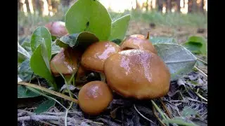 МАСЛЯТНЫЙ БУМ В МАЕ ! И ПОДУМАТЬ НЕ МОГЛИ, ЧТО В ДРУГОМ ЛЕСУ ИХ ТАК МНОГО