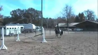 Phantasia grid 7 year old WB Mare