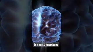 Anatomy of Brain