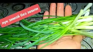 #лайфхак Зеленый лук на подоконнике без земли 11012022 от#Сельские зарисовки