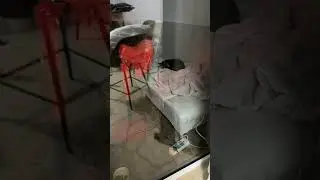 новый член семьи зубаревых 