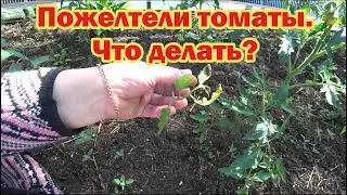 Почему желтеют помидоры?