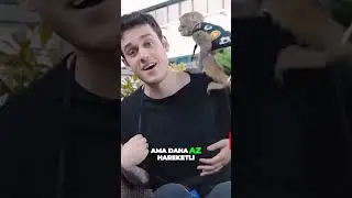 Orkun Işıtmak Maymuna Rage Atıyor 😂 