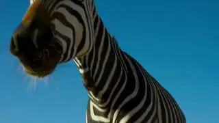 Planet Earth 2 [2016] - Plains Zebra Screen Time