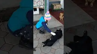Саша чухает собачке Милке пузико #шортс #собачка #собакадругчеловека #рекомендации #тикток #топ