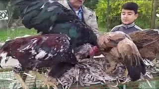 ADANA TAVUK-KUŞ PAZARI GÖRÜNTÜ KESİTLERİ !