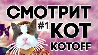 Котан смотрит котOFF №1