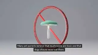 Turkey Tail Mushrooms for Dogs