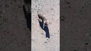 ✔А где твой братан, Персик🐈❓ #shorts✔