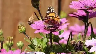 Even something as common as a brown Butterfly is beautiful.