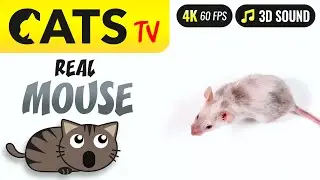 CAT TV - Real Mouse accross screen 🐭🙀 [4K] 3 HOURS