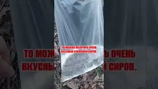 Собираем кленовый сок - 2024 #кленовыйсок2024 #каксобиратькленовыйсок #кленовыйсироп2024 #maplesyrup