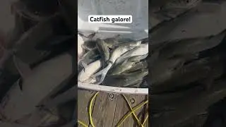 So MANY catfish today at the Jax beach pier.  #florida #fishing #saltlife
