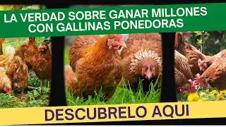 ¿Puedes volverte millonario criando 50 gallinas? Te lo contamos todo
