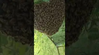 Поймали Огромный Рой Пчел В Дагестане  #РойПчел #пчелы