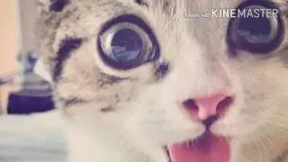 Слайд шоу #2