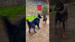 Alman Çoban Köpekleri Ne sever  - Black German Shepherd #shorts #dog #doglover #blackgermanshepherd