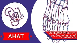 MED || Анат/Остеология №7 || Кости свободной нижней конечности