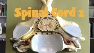 Spinal Cord 2