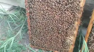 Работа нашей Иошки. Дочка от В155АкМ*801MHG.