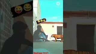 Lion Effect video Lion Effect: How to make your videos go viral 🐅🐯🐯