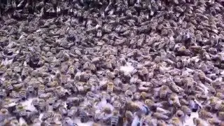 Installing a swarm of bees into The Cathedral Hive