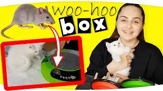 YAVRU KEDİ MARS için WOOHOOBOX Evcil Hayvan Ürünleri !! Fenomen Tv Kedim Mars