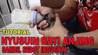 TUTORIAL NYUSUIN BAYI ANJING & SEDOT INGUSNYA