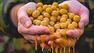 TOP 6 OF MY WILD CARP BAIT / fishing / fishing 2021