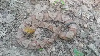 Adult male copperhead in a forest clearing in Kentucky - 27 July 2024