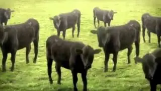 Martin Garrix - Animals (@@ Remix)