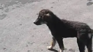 Сагчанг  дар  кулоб