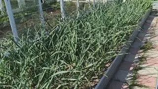 Как часто поливать чеснок.