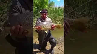 САЗАН ГИГАНТ !!!