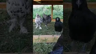 Week 13 Chicken Update! The Great Outdoors! #backyardchickens #raisingchicks #homesteading