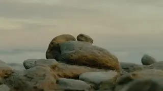 Wormboy's Favourite Rock