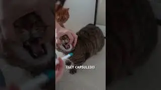 Crazy Cat LuLu Tries to Hide From His Meds