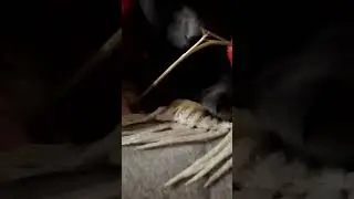 кот ломает спагетти