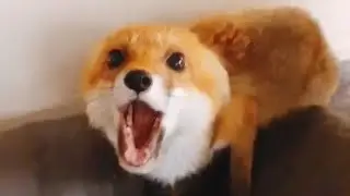 Are Foxes Dangerous to humans ? Funny Adorable Foxes Videos