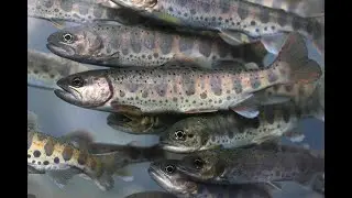 Сахалинская форель или ................. пеструха