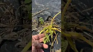Zucchini Plant Rescue. Trying to save a Suffering Plant. #gardening #vegetablegardening #garden
