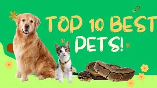 Ranking the 10 Best Animals to Keep as Pets!
