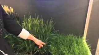 President, Danea Armstrong on NORAC's sensor at Agritechnica 2015