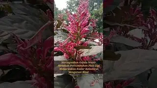 Did You Know : Graptophyllum pictum  - Handeuleum / Daun Ungu #shorts #herbal #health