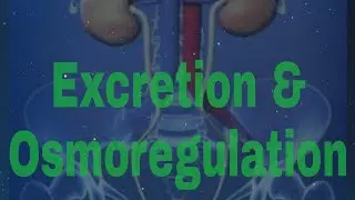 Class 11th :- Excretion and Osmoregulation ( part 2 )