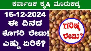 Today Karnataka Redgram Rates l 16-12-2024 l ತೊಗರಿ ಗರಿಷ್ಠ ಬೆಲೆ ಎಷ್ಟು? l #RedgramRates @BealertJob