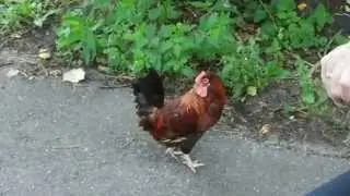 Onze vrolijke haan