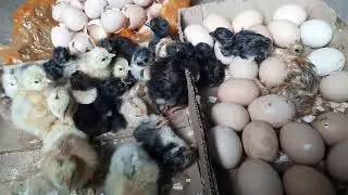янги чиган жужа