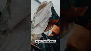 Такую щуку ловишь не каждый год! 