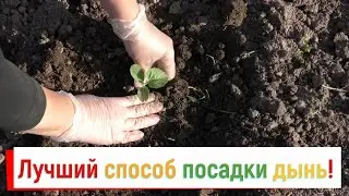 Planting melons in open ground, what to put in the hole when planting melons